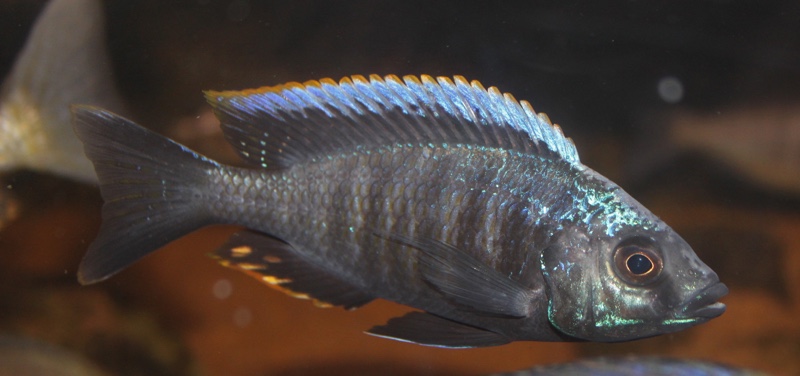 Copadichromis parvus